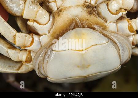 Süßwasserkrebse (Potamon fluviatilis), Erwachsene Frau, Nahaufnahme der Telson-Form, Toskana, Italien Stockfoto