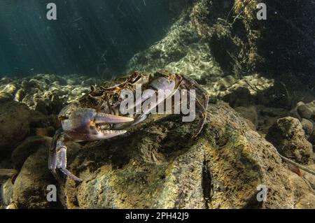 Süßwasserkrebse (Potamon fluviatilis), Erwachsene, Unterwasser in Flussnitat, Toskana, Italien Stockfoto