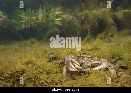 Süßwasserkrebse (Potamon fluviatilis), Erwachsene, Unterwasser in Flussnitat, Toskana, Italien Stockfoto