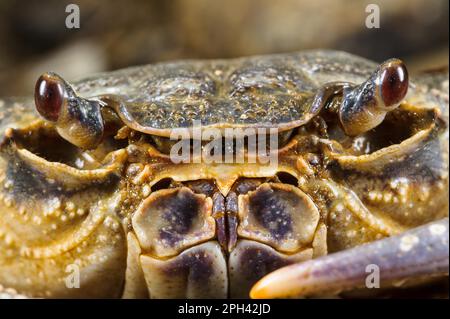 Süßwasserkrabbe (Potamon fluviatilis), Erwachsene, Nahaufnahme des Gesichts, Toskana, Italien Stockfoto