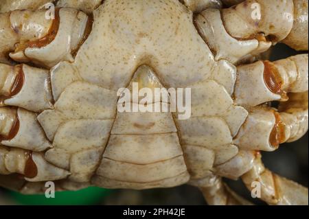 Süßwasserkrebse (Potamon fluviatilis) männlich, Nahaufnahme der Telson-Form, Toskana, Italien Stockfoto