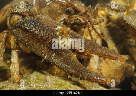 Weißer Süßwasserkrebse (Austropotamobius italicus), männlicher Erwachsener, Nahaufnahme einer Klaue mit parasitischem Ringelid (Branchiobdella astaci) Stockfoto