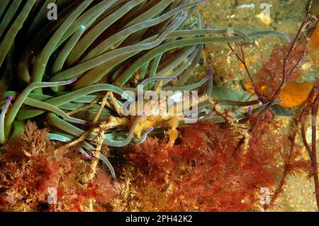 Seespinne (Inachus phalangium), ausgewachsen, neben Opelet Anemone (Anemonia viridis), Swanage Pier, Dorset, England, Vereinigtes Königreich Stockfoto