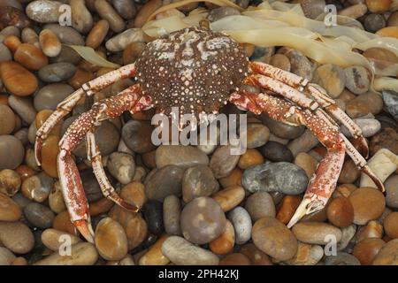 Filzkrabbe (Maia Squinado) tot, am Strand angespült, Chesil Beach, Dorset, England, Großbritannien Stockfoto