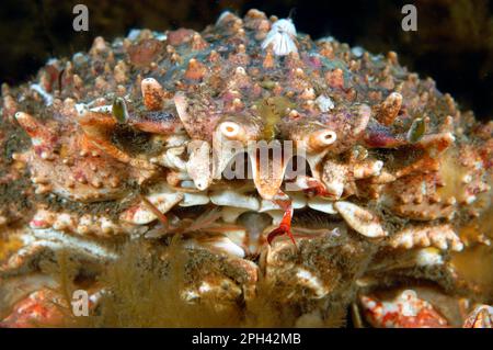 Krabben (Maia squinado), Erwachsene, Nahaufnahme des Gesichts, Kimmeridge Bay, Dorset, England, Vereinigtes Königreich Stockfoto