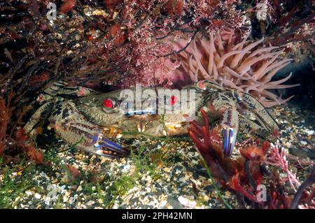 Samt (Necora puber) schwimmende Krabben, Erwachsene, Unterwasser auf dem Meeresboden, Kimmeridge Bay, Dorset, England, Vereinigtes Königreich Stockfoto