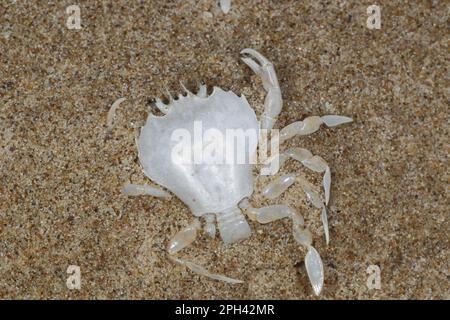 Schwimmende Krabben, Schwimmkrabben, andere Tiere, Krabben, Krebstiere, Tiere, Pennant's Swimming Crab (Portumnus latipes) Moult, am Strand Stockfoto