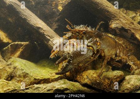 Weißer Süßwasserkrebse (Austropotamobius italicus), ausgewachsener Mann, mit angehängtem parasitären Antelid (Branchiobdella astaci) Ektoparasiten, Italien Stockfoto