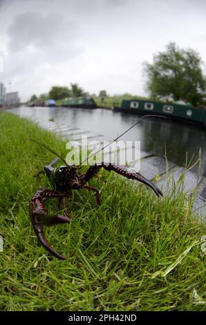 Louisiana Crayfish (Procambarus clarkii) führte invasive Arten ein, Erwachsene, am Kanalufer, Regent's Canal, London, England, Vereinigtes Königreich Stockfoto