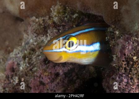 Blaustreifenfangblenny (Plagiotremus rhinorhynchos), andere Tiere, Fische, Tiere, Blenny, Blau gestreifter Blenny Erwachsener, beherbergt Stockfoto