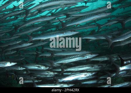 Darkfin Barracuda, Crossbarred Barracuda, Darkfin Barracuda, Crossbarred Barracuda, Andere Tiere, Fisch, Perch-ähnliche Tiere, Blackfin Barr Stockfoto