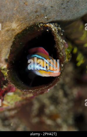 Blaugestreifte Fangblenny (Plagiotremus rhinorhynchos), orange, Erwachsene, Schutz im Loch, Horseshoe Bay, Nusa Kode, Rinca Island, Komodo N. P. Stockfoto
