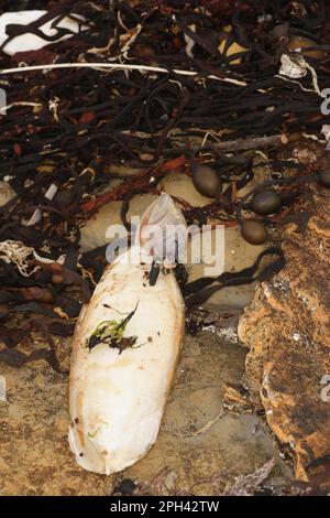 Tintenfisch (Sepia officinalis) Kalmare, mit anhängenden booyförmigen Barnius (Dosima fascicularis), Broad Bench, Kimmeridge, Dorset, England Stockfoto