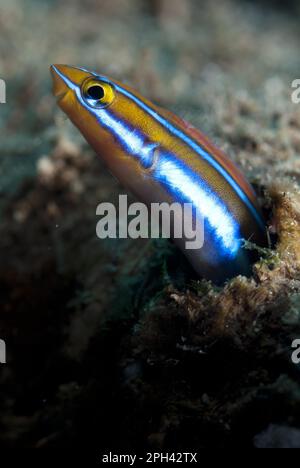 Blaustreifenfangblenny (Plagiotremus rhinorhynchos), andere Tiere, Fische, Tiere, Blenny, Blau gestreifter Blenny Erwachsener, aus dem er auftaucht Stockfoto
