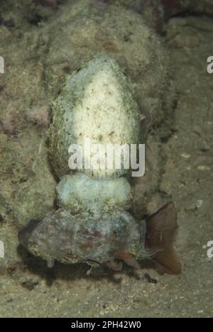 Broadclub Tintenfische (Sepia latimanus), Broadclub Sepia, Broadarm sepias, Broadclub sepias, andere Tiere, Kopffüßer, Tiere, Weichtiere, Broadclub Stockfoto