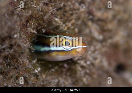 Blaustreifenfangblenny (Plagiotremus rhinorhynchos), andere Tiere, Fische, Tiere, Blenny, Blau gestreifter Blenny Erwachsener, aus dem er auftaucht Stockfoto