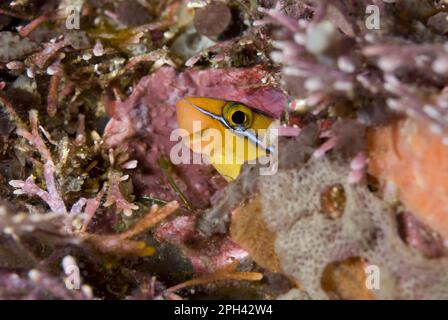 Blaustreifenfangblenny (Plagiotremus rhinorhynchos), andere Tiere, Fische, Tiere, Blenny, Blau gestreifter Blenny Erwachsener, beherbergt Stockfoto