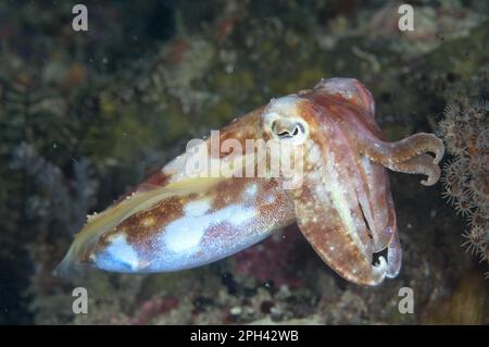 Broadclub Tintenfische (Sepia latimanus), Broadclub Sepia, Broadarm sepias, Broadclub sepias, andere Tiere, Kopffüßer, Tiere, Weichtiere, Broadclub Stockfoto