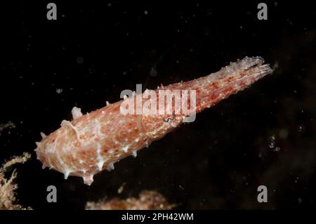 Broadclub Tintenfische (Sepia latimanus), Broadclub Sepia, Broadarm sepias, Broadclub sepias, andere Tiere, Kopffüßer, Tiere, Weichtiere, Broadclub Stockfoto