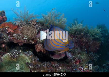 Blauringengelfisch (Pomacanthus annularis), Ringengelfisch, andere Tiere, Fische, Tiere, Engelsfisch, blauer Angelfisch, Erwachsener, schwimmt rüber Stockfoto