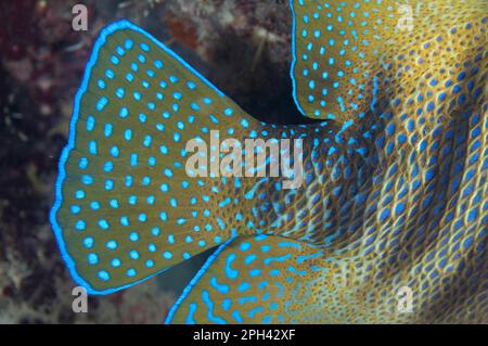 Euxiphipops striatus, Six-Banded Angelfish (Pomacanthus sexstriatus), Six-Banded Angelfish, other Animals, Fish, Animals, Engelsfisch, sechs-Band Stockfoto