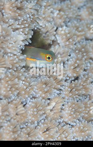 Tailspot Blenny (Ecsenius stigmatura), Erwachsener, Schutz im Korallenloch, Farondi Island, Raja Ampat Inseln (vier Könige), West Papua, Neuguinea Stockfoto