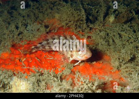 Blennius gattorugine, Tompot blenny (Parablennius gattorugine), gestreifter Blenny, Staghorn blenny, Staghorn blenny, andere Tiere, Fische, Tiere Stockfoto