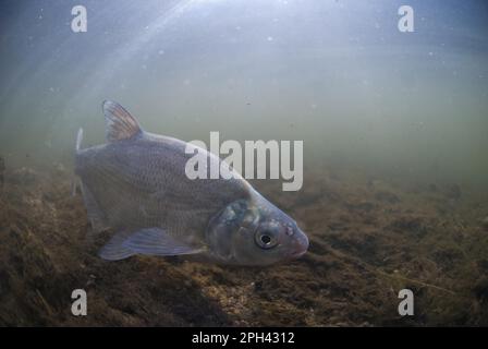 Brachsenbrasse (Abramis brama), Erwachsene, Schwimmen im Fluss, River Trent, Nottinghamshire, England, Vereinigtes Königreich Stockfoto