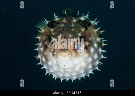 Orbicular Burrfish (Cyclichthys orbicularis), ausgewachsen, in defensivem Verhalten aufgeblasen, Lempriv Straits, Sulawesi, Sunda Islands, Indonesien Stockfoto