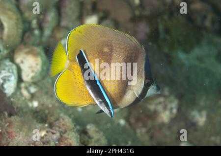 Kleiner sonnengeplatzter Butterflyfisch (Chaetodon kleinii), ausgewachsener Fisch, mit juveniler blaureak-Rasse (Labroides dimidiatus), Ambon Island, Indonesien Stockfoto