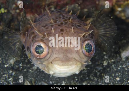 Orbicular Burrfish (Cyclichthys orbicularis), ausgewachsen, auf schwarzem Sand, Lembritstraße, Sulawesi, Großraum Sunda-Inseln, Indonesien Stockfoto