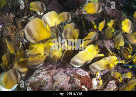 Kleine Butterflyfish (Chaetodon kleinii) Erwachsene, schäbige Fütterung von Indo-Pacific Sergeant (Abudefduf vaigiensis) Haupteiern, LembritStraits, Sulawesi Stockfoto