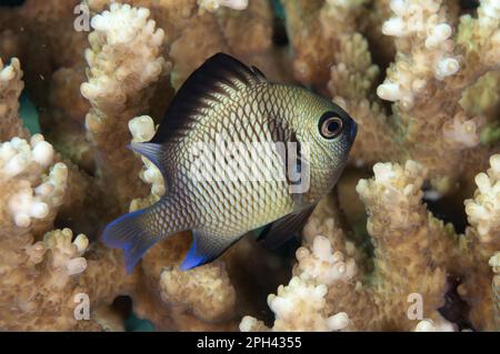 Kopfband-Humbug, Damselfish, andere Tiere, Fische, Tiere, Retikulierter Dascyllus (Dascyllus reticulatus) Erwachsener, Schwimmen zwischen Korallen, Seraya Stockfoto