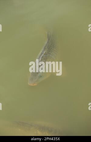 Karpfen (Cyprinus carpio), Erwachsene, Schwimmen in der Nähe der Wasseroberfläche, Normandie, Frankreich Stockfoto