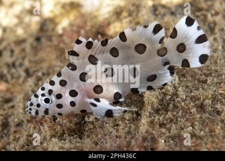 BuckelGrouper (Cromileptes altivelis) juvenile, LembritStraits, Sulawesi, Sunda Islands, Indonesien Stockfoto