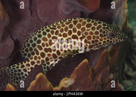 Wabenbarsch (Epinephelus merra), Wabenbarsch, Merra Wabenbarsch, Wabenbarsch, Merra Wabenbarsch, Andere Tiere, Fische Stockfoto