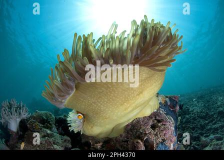 Erwachsener falscher ocellaris Clownfisch (Amphiprion ocellaris), Zuflucht in der herrlichen Seeanemone (Heteractis Magna), Gam Island, Dampier Stockfoto