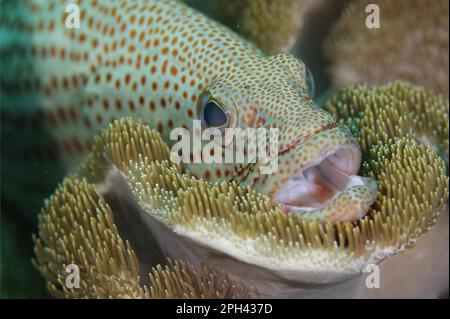 Weißer Zwergbarsch (Anyperodon leucogrammicus), Erwachsener, Nahaufnahme des Kopfes, mit offenem Mund, ruhend auf weicher Koralle, Loh Buaya, Rinca Island, Komodo N. Stockfoto