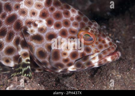 Wabenbarsch (Epinephelus merra), Wabenbarsch, Merra Wabenbarsch, Wabenbarsch, Merra Wabenbarsch, Andere Tiere, Fische Stockfoto