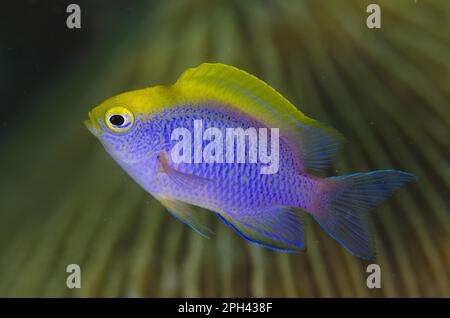 Bleeker-Damselfisch (Chrysiptera bleekeri), Erwachsener, Schwimmen, Meerenge von Lempriv, Sulawesi, große Sunda-Inseln, Indonesien Stockfoto