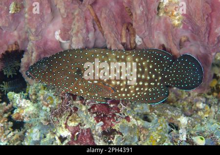 Blaufleckenbarsch (Cephalopholis cyanostigma), Erwachsener, Schwimmen, zwischen Komodo und Flores, Komodo N. P. Lesser Sunda Islands, Indonesien Stockfoto