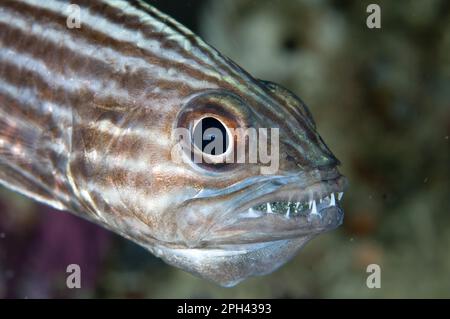 Großzahnkardinalfisch (Cheilodipterus macrodon), ausgewachsener Mann, Nahaufnahme des Kopfes, Eier mit Mundbrütung, Mioskon, Dampier Straits, Raja Ampat-Inseln Stockfoto