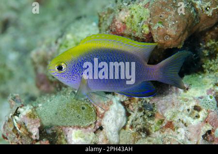 Bleeker-Damselfisch (Chrysiptera bleekeri), Erwachsener, Schwimmen, Meerenge von Lempriv, Sulawesi, große Sunda-Inseln, Indonesien Stockfoto