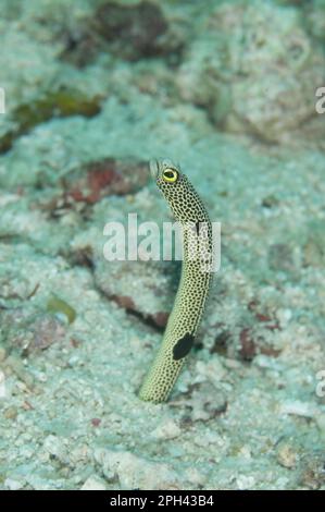 Gefleckter Aal, Gefleckter Aal, Aale, Andere Tiere, Fische, Tiere, gepunkteter Gartenaal (Heteroconger hassi), Erwachsener, em Stockfoto