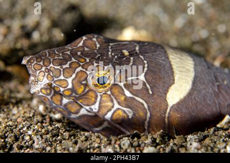 Ausgewachsener napoleon-Schlangenaal (Ophichthus bonaparti), Nahaufnahme des Kopfes, am Eingang der Höhle im Sand, Horseshoe Bay, Nusa Kode, Rinca Stockfoto