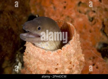 Palechin Moray (Gymnothorax herrei) adulte, Unterschlupf im Schwamm, Lembritinsel, Sulawesi, Indonesien Stockfoto