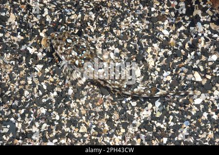 Gemeiner Dragonet (Callionymus lyra), ausgewachsen, getarnt auf Sandy Seabird, Kimmeridge Bay, Isle of Purbeck, Dorset, England, Vereinigtes Königreich Stockfoto