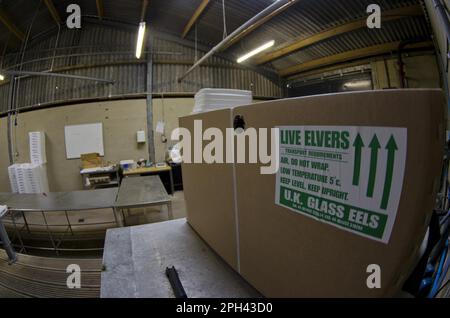 Europäischer Aal (Anguilla anguilla), jung, in „Live Elvers“-Box im Hauptquartier des Projekts für die Aufzucht in Gefangenschaft, Sustainable Ael Group, Gloucestershire Stockfoto
