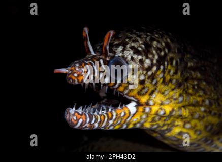 Drachenmoräne (Enchelycore pardalis), Tiere, andere Tiere, Fische, Muränen, Dragon Moray Aal Erwachsener, Nahaufnahme des Kopfes, fliegend Stockfoto