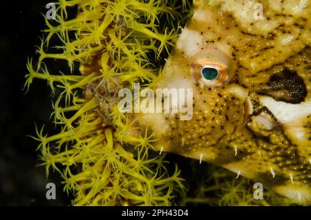 Strapweed Filefish (Pseudomonacanthus macrurus), Erwachsener, Nahaufnahme des Kopfes, am Sea Pen befestigt (Veretillum sp.) Polypen bei Nacht, Lembritstraße Stockfoto